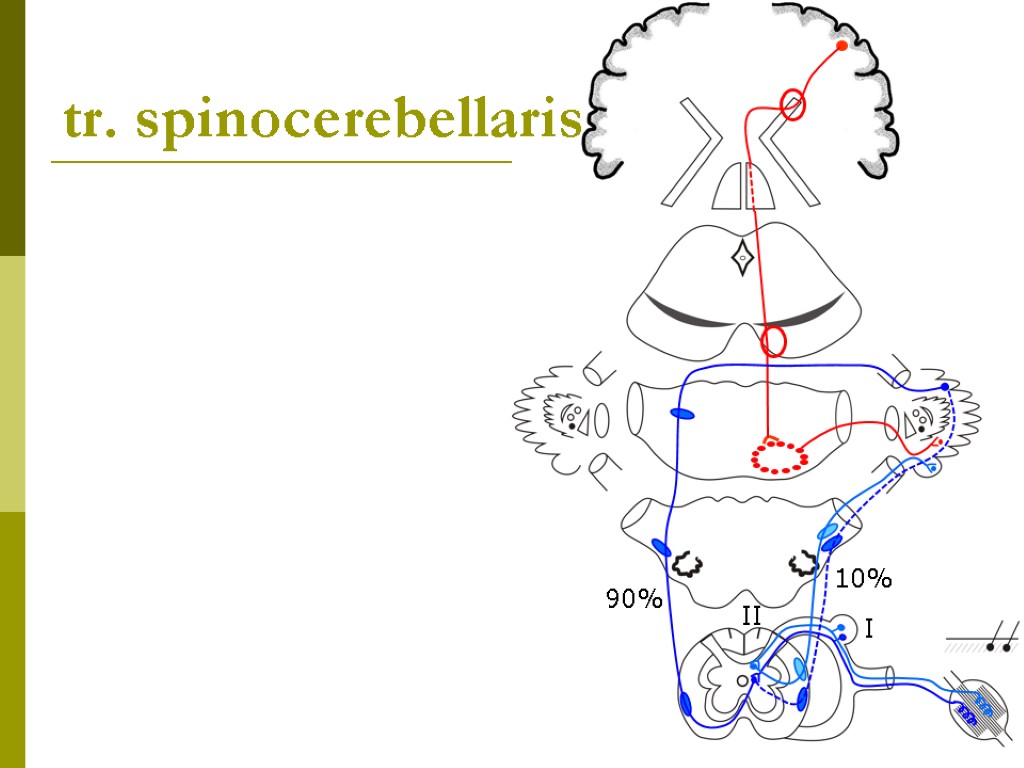 tr. spinocerebellaris